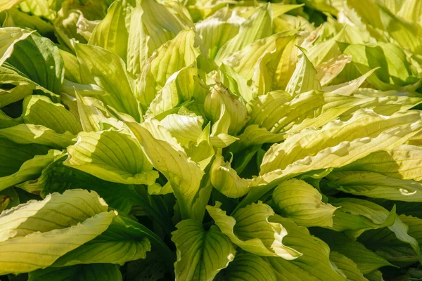 Planta Verde Claro Hosta Aurea Crescendo Jardim — Fotografia de Stock