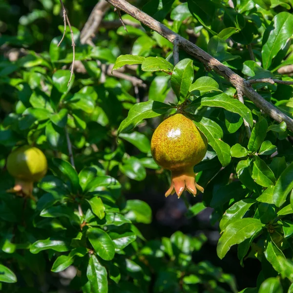 Unripe Green Red Pomegranate Hanging Tree Branch Leaves — Stockfoto