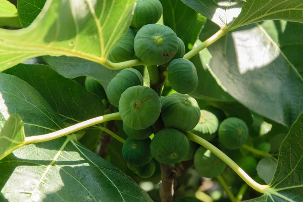 Green Fig Fruits Hang Fig Tree Branch Summer — Stockfoto