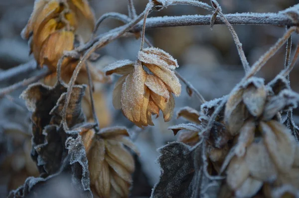 Fiore coperto di brina — Foto Stock