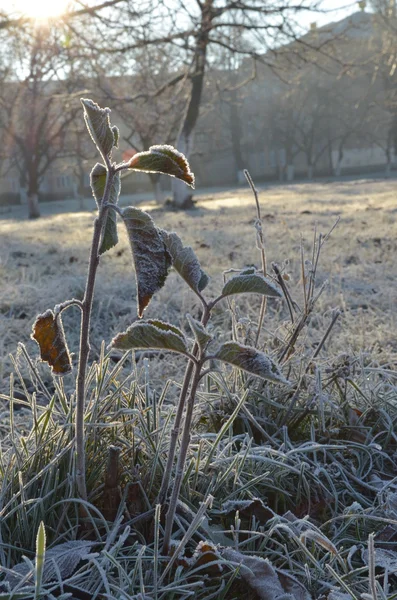 朝は白い霜または hoarfrost で覆われている葉します。 — ストック写真