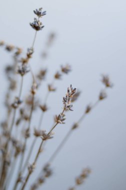 Yumuşak bir demet kuru lavanta. Güzel kokulu çiçekler yakında. Lavanda. Makro aromatik lavanta sapları