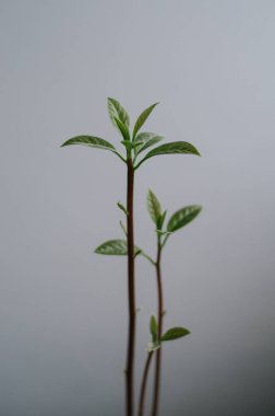 Genç taze avokado yaprakları. İlk egzotik meyve filizleri. Ev bahçeleri kapanıyor. Yeşil santral izole