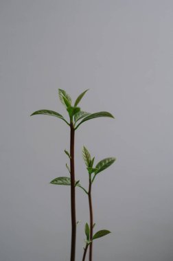 Evde bahçıvanlık. İlkbahar geldi. Avokado 'nun genç yeşil filizleri izole