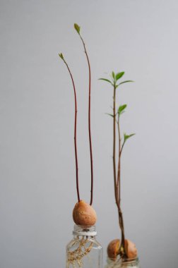 Genç avokado suda kökleri olan filizlenir. Evde bahçe işleri.