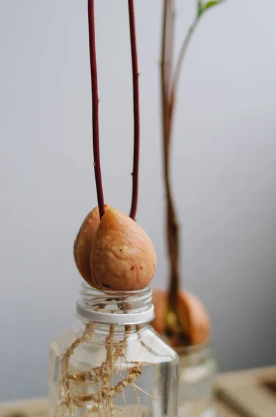 Puits Avocat Avec Des Racines Dans Eau Plantes Exotiques Jardinage — Photo