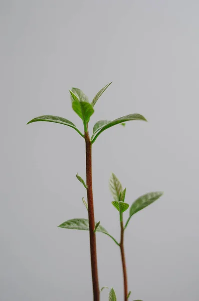 Home Gardening Springtime House Young Green Shoots Avocado Isolated — Stock Photo, Image