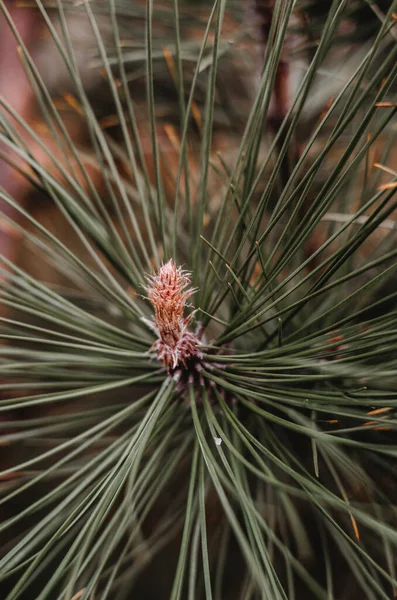 Young Cones Pine Branch Close Spring Wood — Stock Photo, Image
