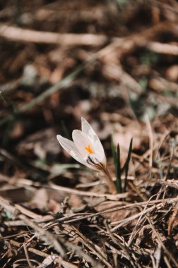 Ormandaki ilk kır çiçeklerinin Macro 'su. İlkbahar yaklaşıyor. Ormandaki güneşli bir çayırda vahşi timsahlar