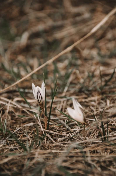 Wild Crocuses Woods White Crocus Flowers Spring Sunny Meadow Springtime — Stock Photo, Image