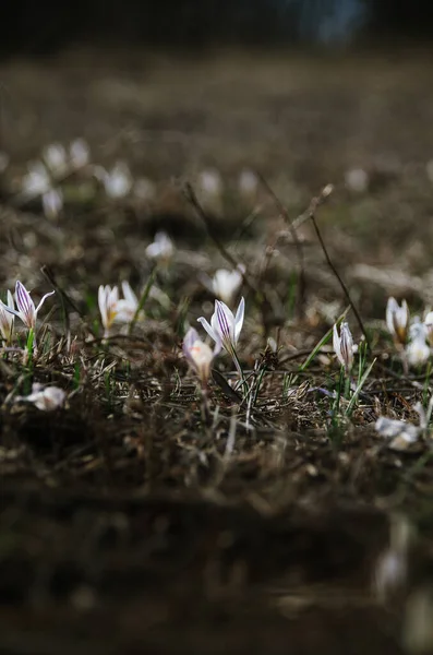 Plenty First Crocus Flowers Forest Springtime Close Wild Crocuses Sunny — Stock Photo, Image