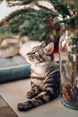 Güzel bir Maine Rakunu bir vazonun yanında yatıyor. Güneş ışığındaki sevimli çizgili rakun. Yaklaş.