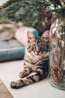 Muhteşem Maine Rakunu kapat. Genç gri kedi portresi