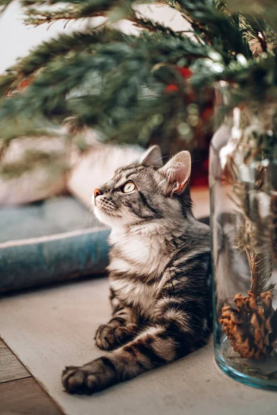 Güzel bir Maine Rakunu bir vazonun yanında yatıyor. Güneş ışığındaki sevimli çizgili rakun. Yaklaş.