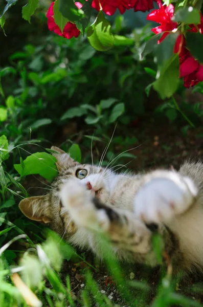 Piękny Kot Spoczywa Słońcu Pod Krzakiem Róży Wiosennym Ogrodzie — Zdjęcie stockowe