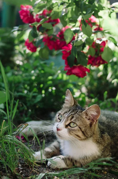 Vacker Katt Vilar Solen Rosenbuske Vårträdgården — Stockfoto