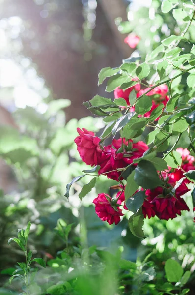 Krásný Karmínový Keř Růží Jarním Slunci Jasně Růžové Květy Zahradě — Stock fotografie