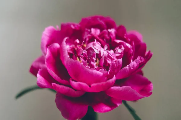 Leuchtend Rosa Pfingstrose Voller Blüte Isoliert Auf Grauem Hintergrund — Stockfoto