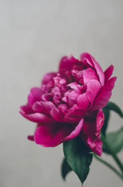 Brillante Exuberante Peonía Rosa Plena Floración Aislada Sobre Fondo Blanco — Foto de Stock