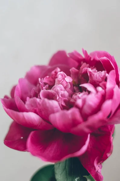 Brillante Peonía Rosa Plena Floración Aislada Sobre Fondo Blanco — Foto de Stock