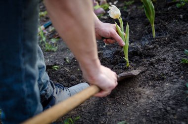 Bahçıvanın elleri arka bahçeye çiçek ekiyor. Bahçıvan bahar bahçesinde kürekle çiçek dikiyor.