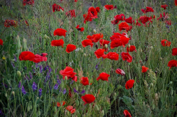 Kwitnące Pole Czerwonych Maków Latem Mnóstwo Jasnych Kwiatów Maku Zielonym — Zdjęcie stockowe