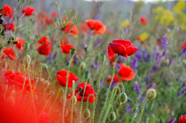 Campo Florescente Papoilas Vermelhas Verão Muitas Flores Brilhantes Perto — Fotografia de Stock