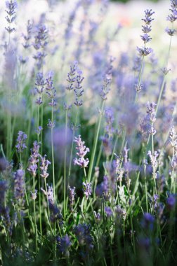 Yazın çiçek açan tarlada parlak mor lavanta. Çiçek açmış narin güzel çiçekler. Lavanda kokusu.