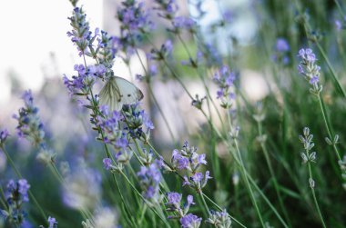 Lavanta çiçeği tarlası, menekşe kokulu çiçeklerin açan çalıları. Küçük beyaz bir kelebek çiçek açan lavanta çiçeklerinin üzerinde oturuyor. Hasat, aromaterapi. Parfüm bileşeni
