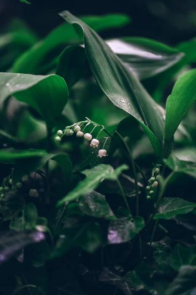 Тендітні Білі Квіти Лілії Долини Чудовим Ароматом Темно Зеленому Тлі — стокове фото
