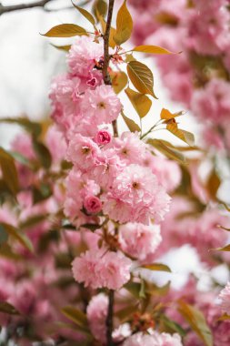 Japon kiraz ağacının çiçek açan dalı bahar bahçesinde güzel pembe çiçeklerle kaplıdır. Çiçek açan ağaçlar ilkbaharda doğal arka planda kapanıyor. Yumuşak sakura, kapat.
