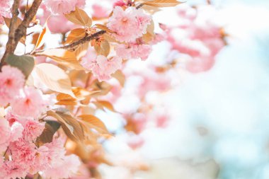 Çiçek açan sakura dalları ve mavi gökyüzü arka planının yumuşak çerçevesi. Çiçek açan pembe çiçekler yumuşak fotokopi alanı yaratıyor. Bahar kartpostalı