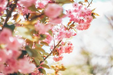 Çiçek açan sakura dalları ve doğal arka planının bahar çerçevesi. Çiçek açan pembe çiçekler yumuşak fotokopi alanı yaratıyor. Yumuşak kartpostal