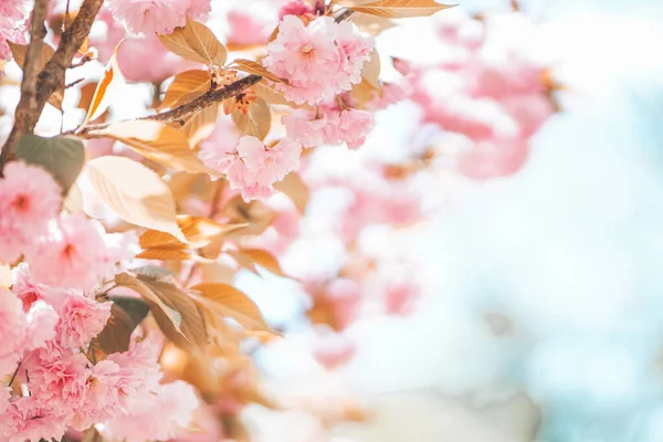 Çiçek açan sakura dalları ve mavi gökyüzü arka planının yumuşak çerçevesi. Çiçek açan pembe çiçekler yumuşak fotokopi alanı yaratıyor. Bahar kartpostalı