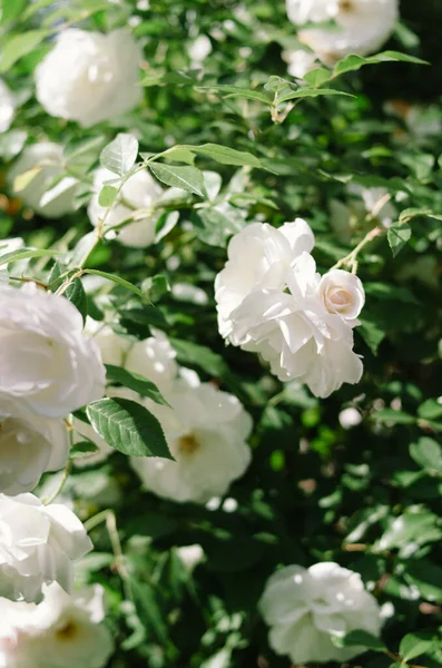 Lush Blooming White Roses Spring Sunny Garden — Stock Photo, Image