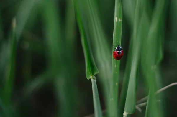 Ein Niedlicher Kleiner Marienkäfer Auf Dunkelgrünem Hintergrund Schöner Marienkäfer Auf — Stockfoto