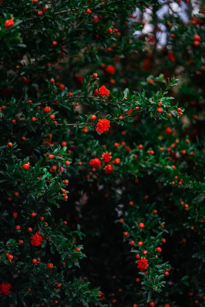 夏の庭の大きな赤い花でいっぱいのザクロの木を閉じる 明るい花の自然 — ストック写真