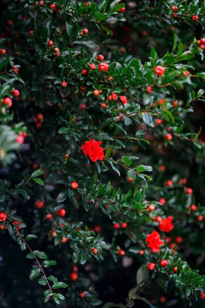 Kwitnące Drzewo Granatowe Pełne Dużych Czerwonych Kwiatów Ogrodzie Letnim Bliska — Zdjęcie stockowe