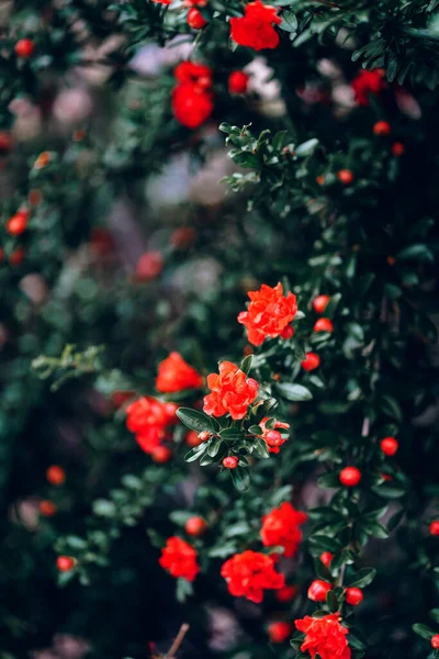Blossoming Red Flowers Pomegranate Dark Green Leaves Background Close Beautiful — Stock Photo, Image