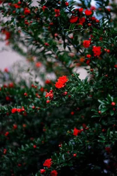夏の庭の鮮やかな赤い花でいっぱいのザクロの木を閉じる開花 開花性 — ストック写真