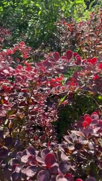 Raindrops Shining Bright Red Leaves Autumn Forest — Stockvideo