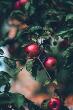 Yağmurlu sonbahar bahçesinde dalda olgun elmalar. Sonbahar mevsimi, hasat zamanı. Kırsalda taze sağlıklı yiyecekler.