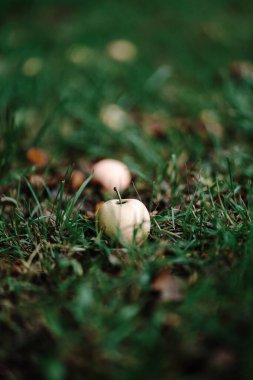 Yağmurlu bir sabahta bahçedeki çimlerin üzerine düşen tatlı elmalar. Köyde sonbahar zamanı. Sonbaharda bahçede hasat zamanı.