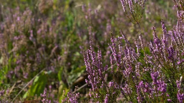 Heather Comum Ligeira Brisa Corte Calluna Vulgaris — Vídeo de Stock