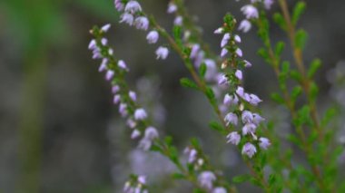 Hafif esintide ortak Heather (Calluna vulgaris)