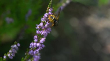 Hafif esintide ortak Heather (Calluna vulgaris)
