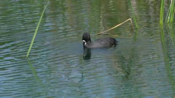유라시아 요리는 호수에서 수영한다 Fulica Atra — 비디오