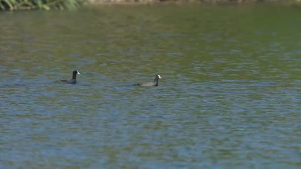 Eurasian Coot Κολυμπά Στη Λίμνη Fulica Atra — Αρχείο Βίντεο