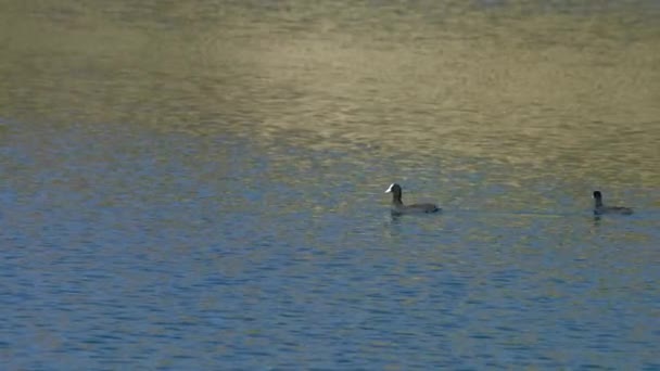 Eurazjatycki Coot Pływa Jeziorze Fulica Atra — Wideo stockowe