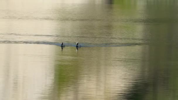 Euraziatische Voet Zwemt Meer Fulica Atra — Stockvideo